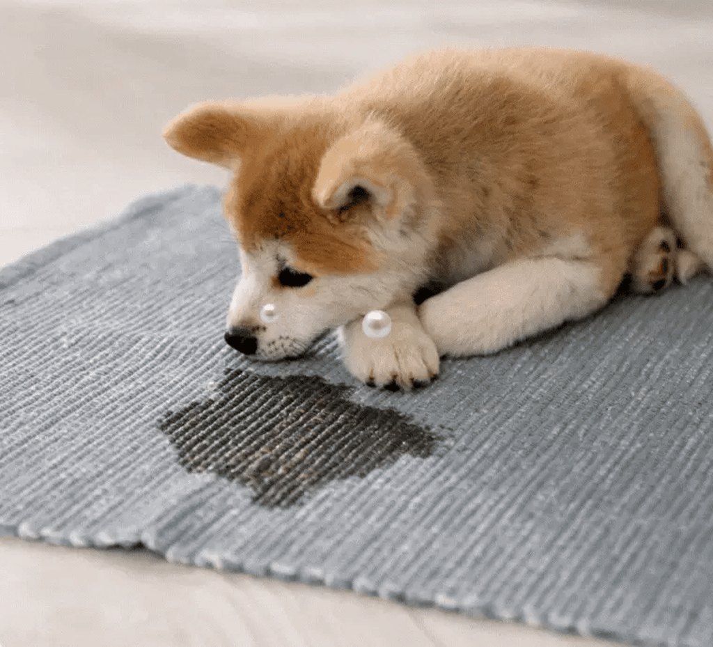 Furry Freshness Pet Stain & Odor Eliminator