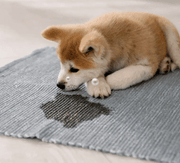 Furry Freshness Pet Stain & Odor Eliminator