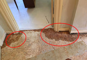 Furry Freshness Pet Stain & Odor Eliminator