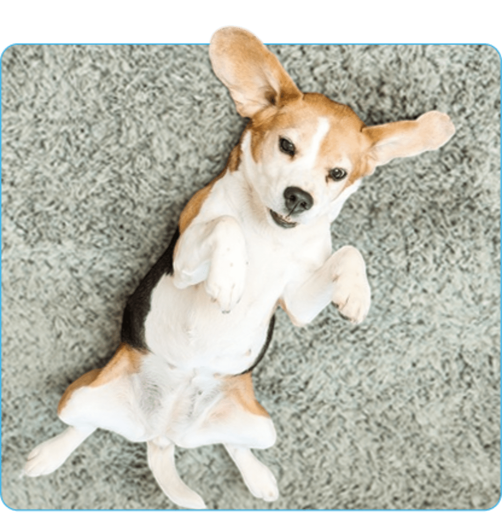 Furry Freshness Pet Stain & Odor Eliminator