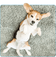 Furry Freshness Pet Stain & Odor Eliminator