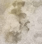 Furry Freshness Pet Stain & Odor Eliminator